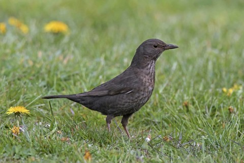 Eurasian blackbird