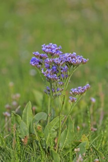 Common sea-lavender