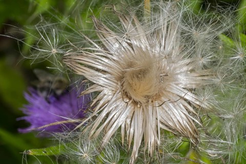 Seeds and seedhead