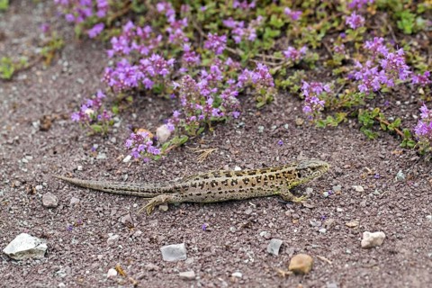 Sand lizard