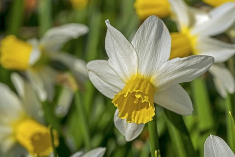 Close-up of the white daffodil cultivar