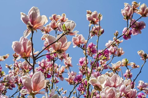 Flowering Light Pink