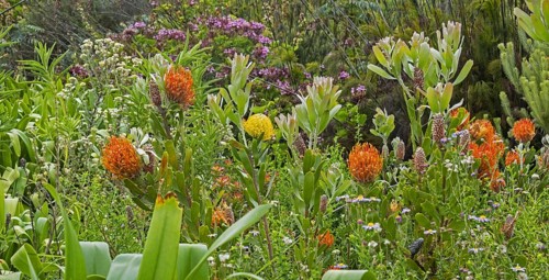 Colourful flowers at the Kirstenbosch National Botanical Garden at the foot of Table Mountain in Cape Town
