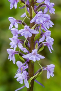 Fragrant orchid