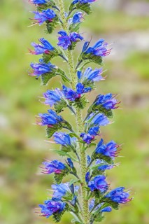 Viper's bugloss