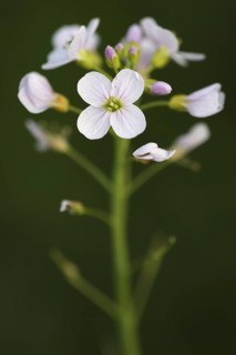 Cuckoo flower