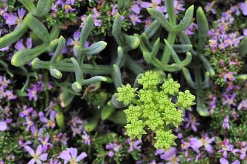 Rock samphire
