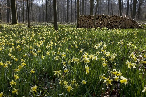 Wild daffodils