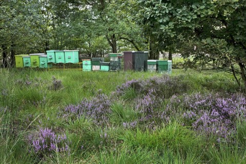 Beehives in heathland at the Hoge Kempen National Park