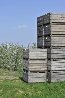 Wooden crates stacked in half-standard apple tree