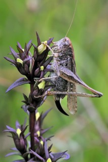 Female Grey bush cricket