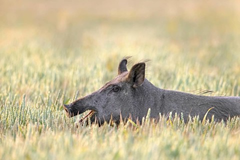 Solitary wild boar