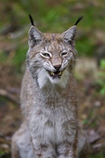 Close up portrait of European lynx
