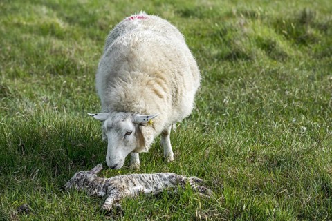 White sheep