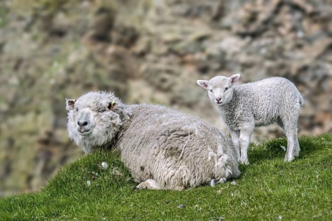 White sheep ewe and lamb resting on sea clifftop at Hermaness National Nature Reserve