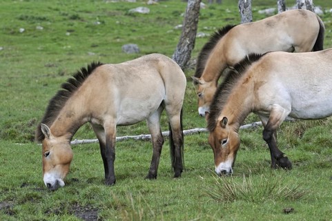 Przewalski's Horses