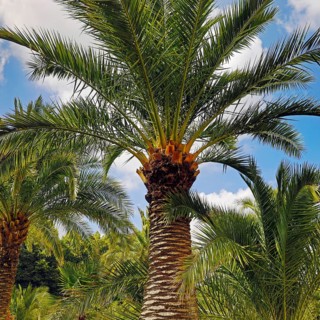 Palm Garden