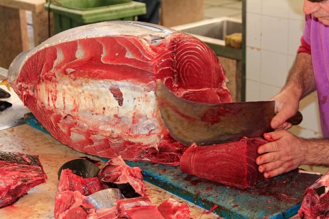 Tuna