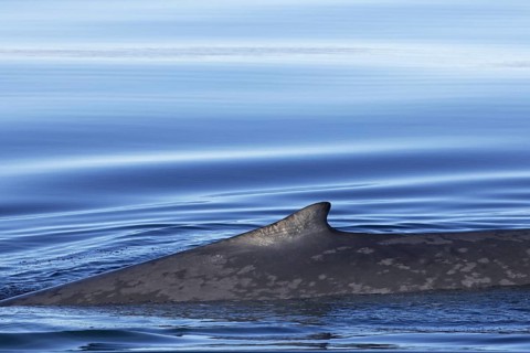 Blue whale