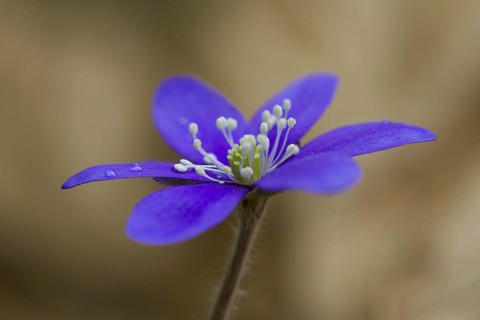 Common Hepatica