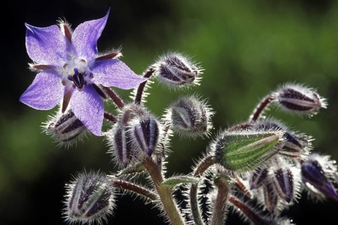 Borage