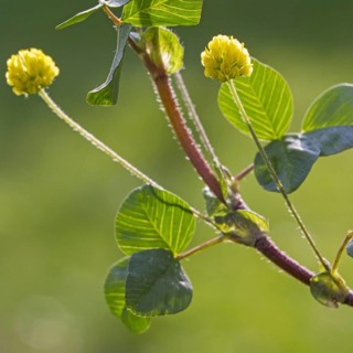Hop Trefoil
