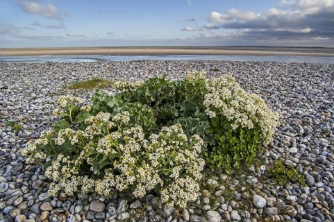 Sea kale