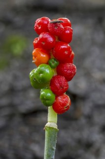 Cuckoo-pint