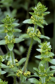 Crosswort