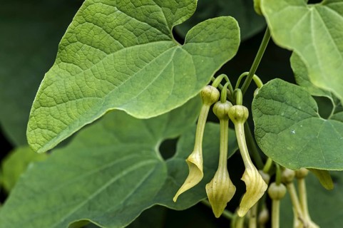 Close up of European birthwort