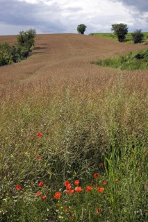 Field with rapeseed