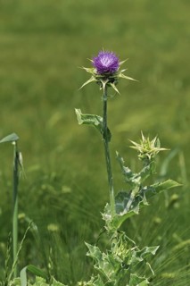 Blessed milk thistle