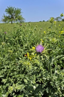 Blessed milk thistle