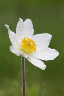 Alpine pasqueflower