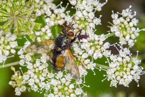 Parasite fly