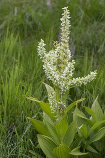 False helleborine