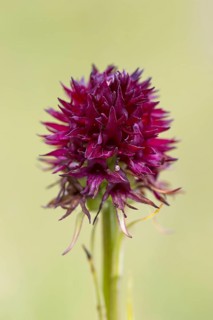 Black vanilla orchid