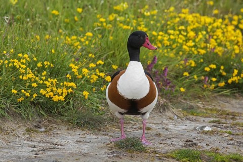 Common shelduck