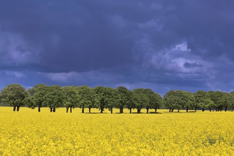 Farmland showing rape