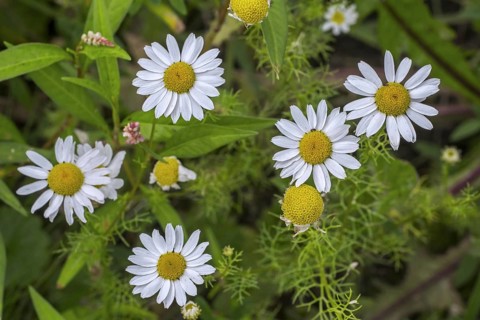 Wild chamomile