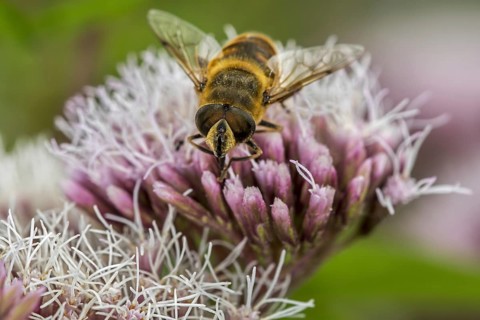 Common drone fly