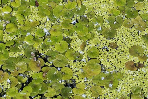 Duckweed and frogbit