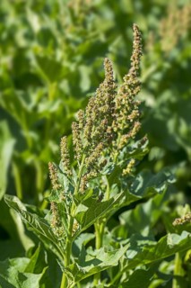 Good-King-Henry