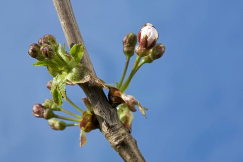Wild cherry