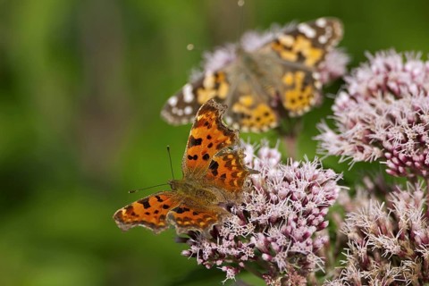Butterflies Painted lady