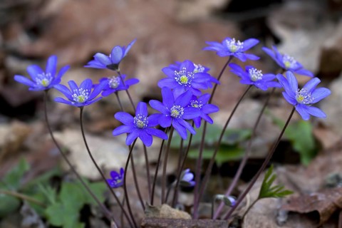 Common hepatica