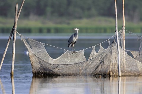 Grey heron