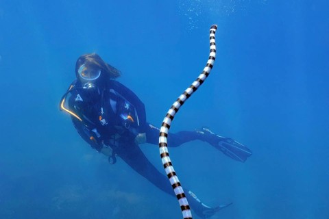 Diver gazes at observed venomous water snake colubrine sea krait