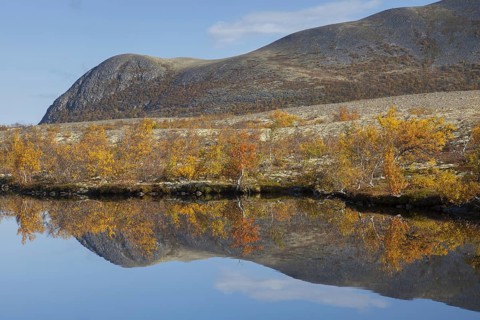 Birch trees showing autumn colours reflected in water of lake