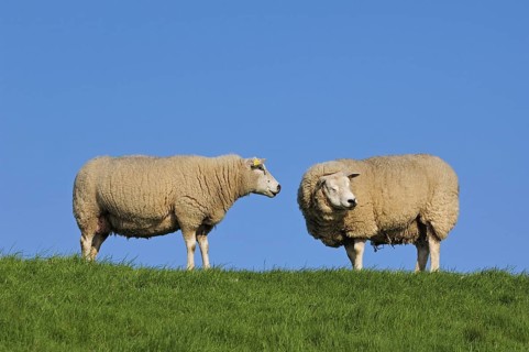 Two domestic Texel sheep